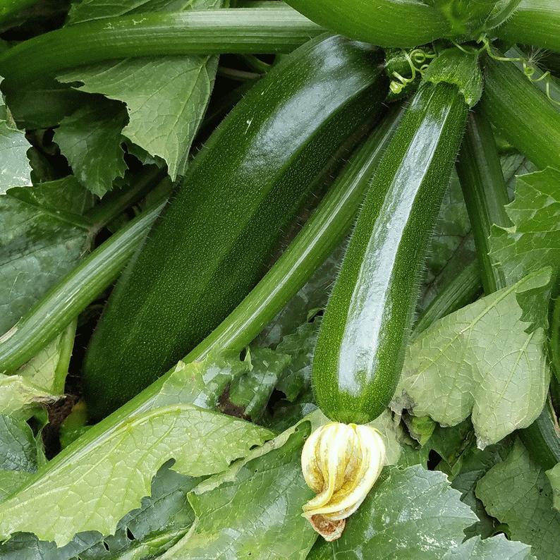 Dark Green Zucchini Squash Seeds (Bush Type) (50 days) - 1 Tbsp - Bulk