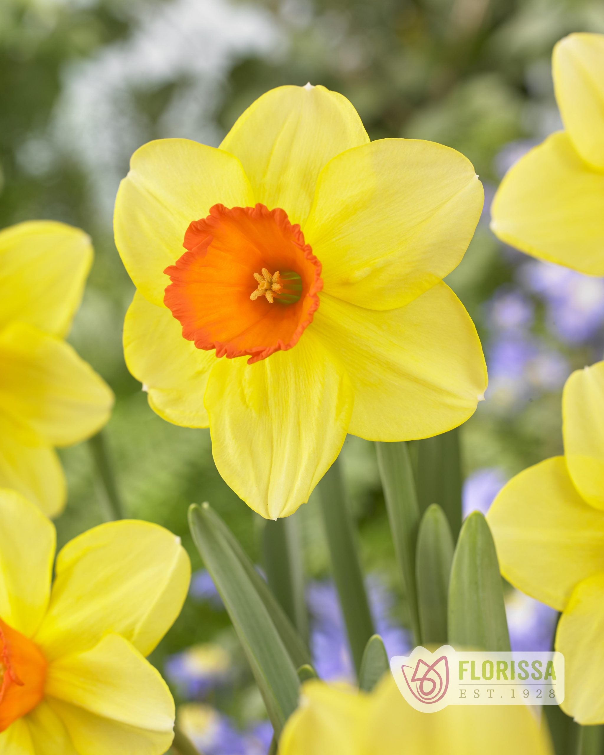 Florissa 'Dancin in the Sun' Narcissus - 14 Bulbs/Pkg