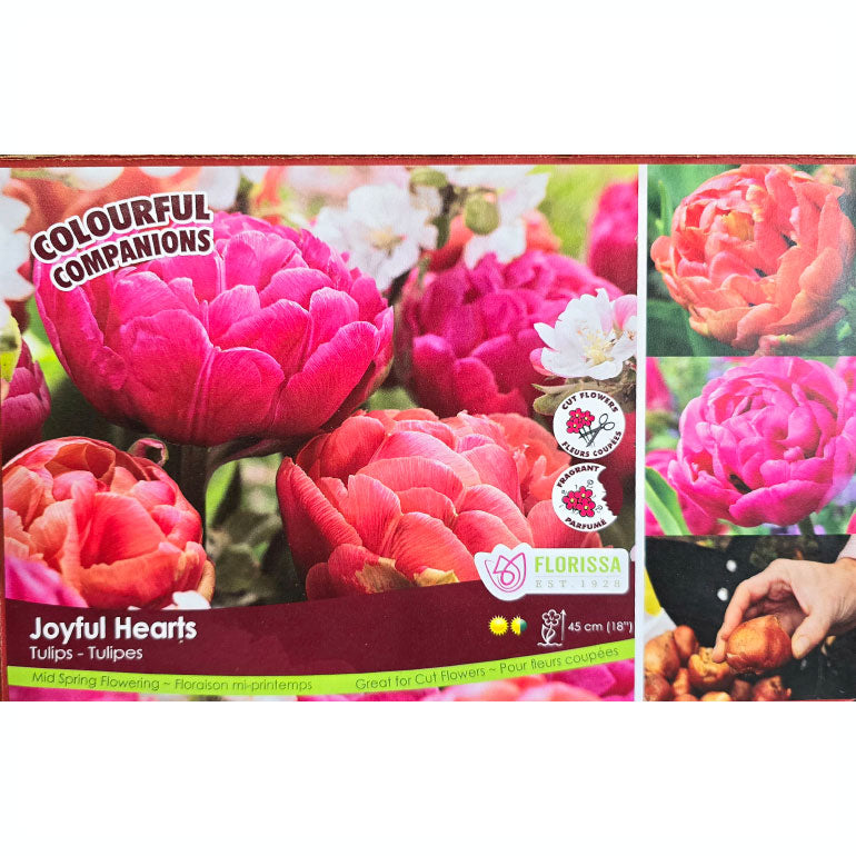 Florissa Tulip Joyful Heart - 12 Bulbs/Pkg