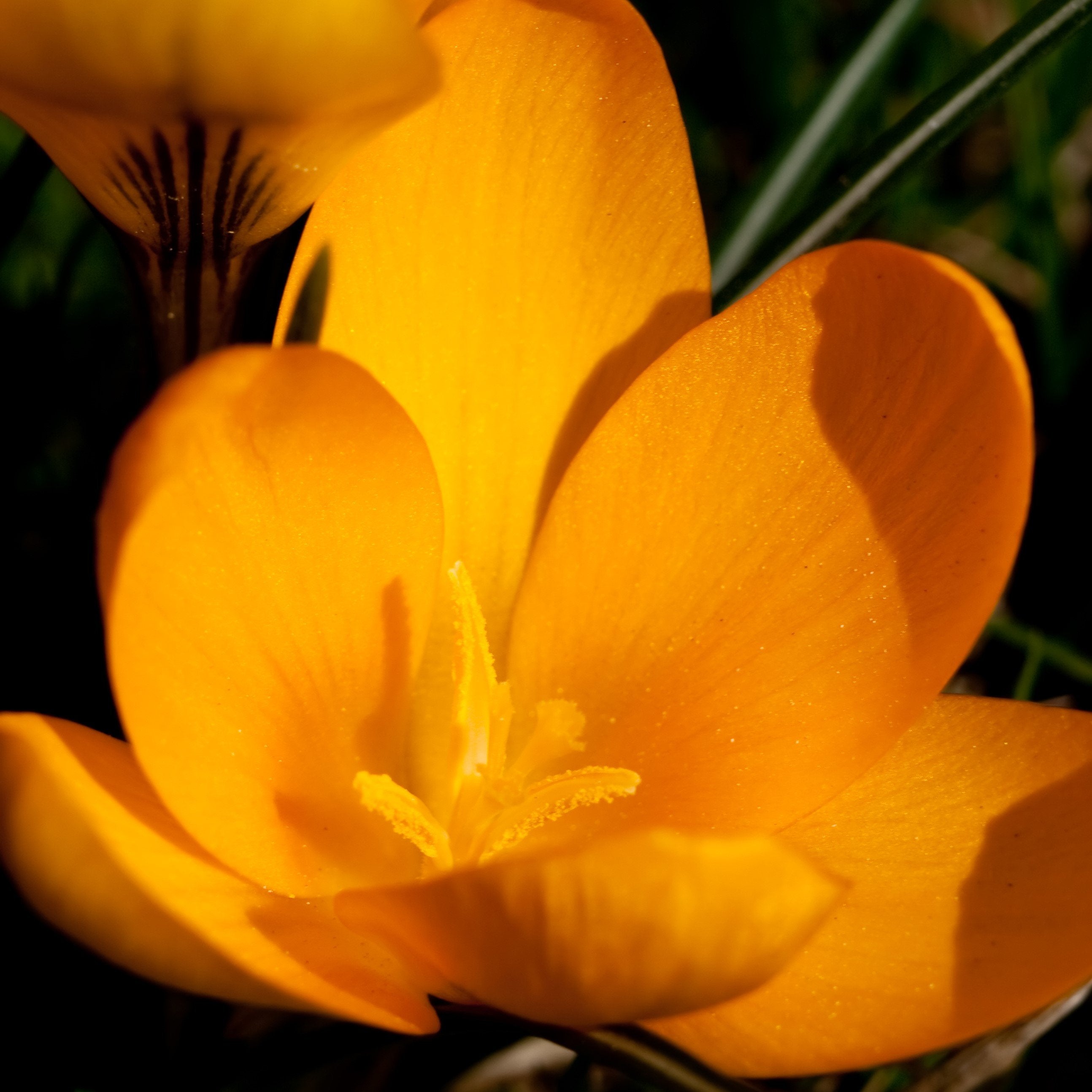 'Orange Monarch' Crocus - 10 Bulbs/Pkg