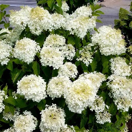 Phantom Hydrangea Tree Form ( (Hydrangea paniculata 'Phantom') - 7 Gallon Potted Tree