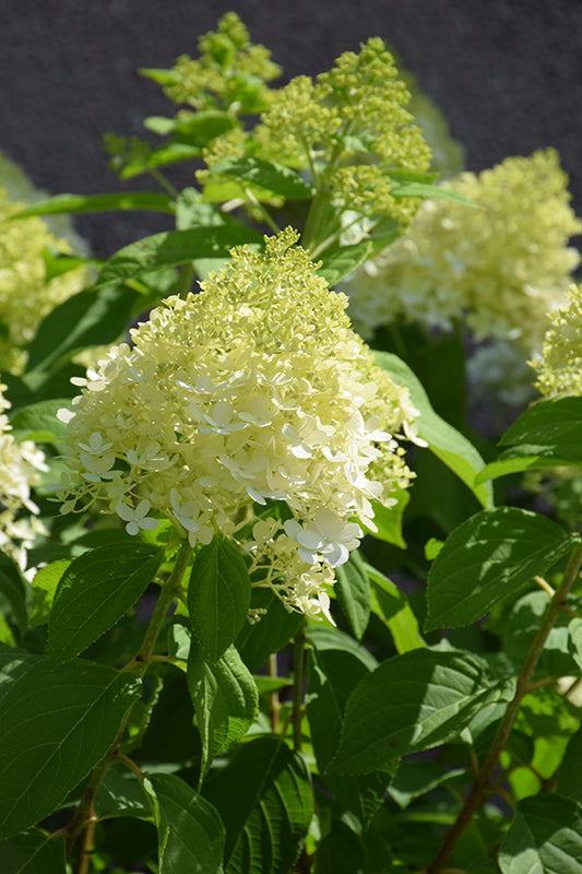 Limelight Hydrangea (Hydrangea paniculata 'Limelight') - 2 Gallon Potted Shrub