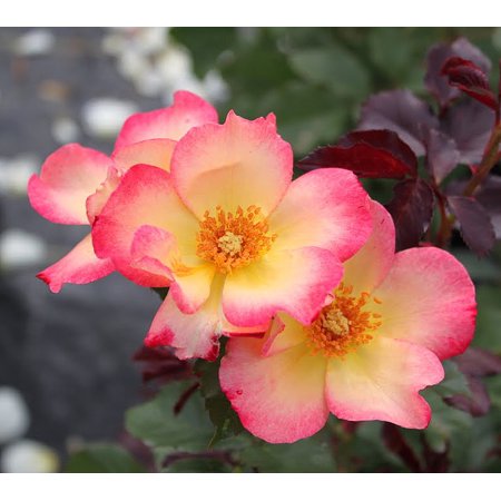 Watercolors Home Run Rose - 2 Gallon Potted Shrub