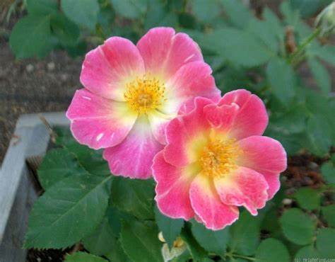Watercolors Home Run Rose - 2 Gallon Potted Shrub