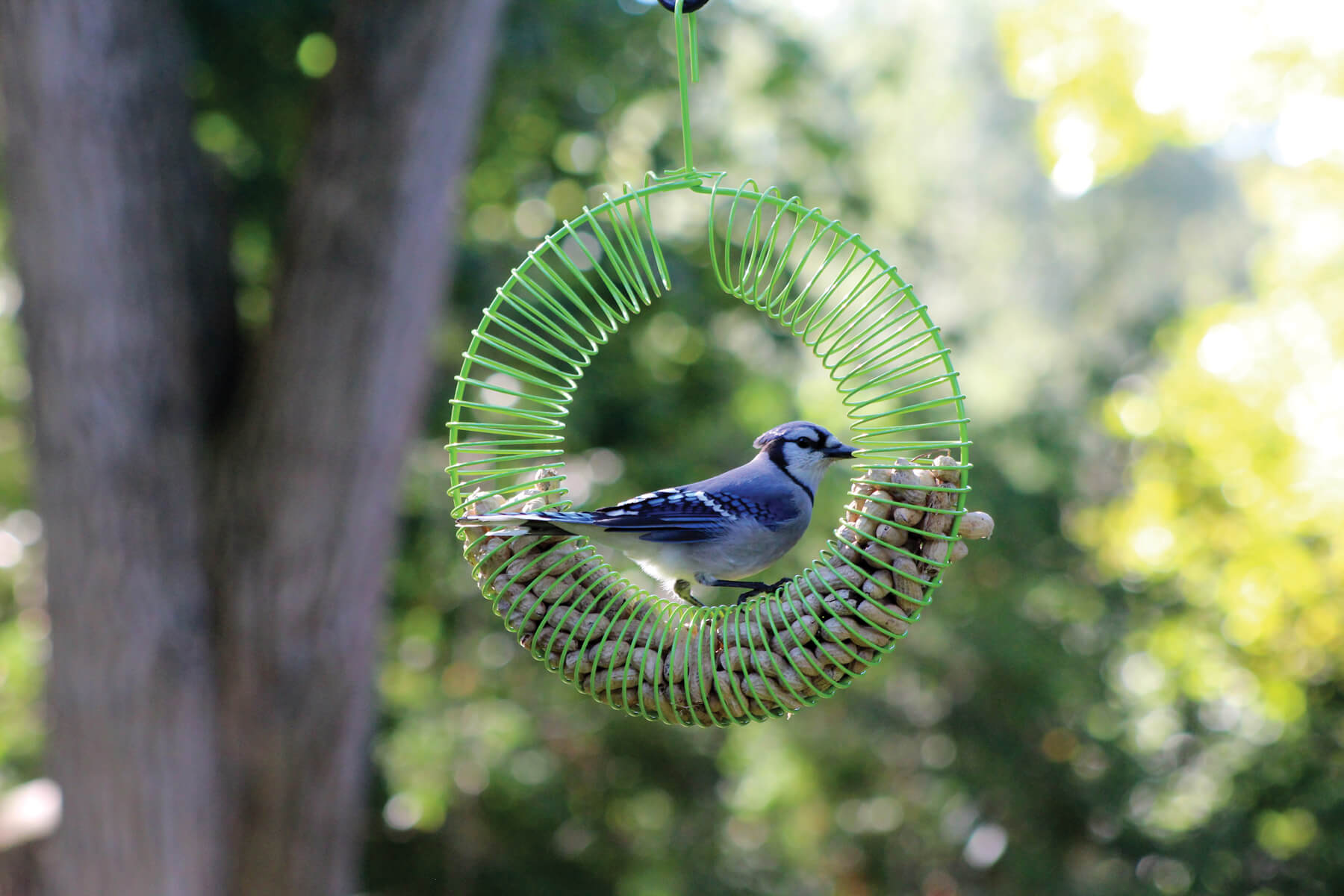 Pinebush Wreath Peanut Feeder - Assorted Colours