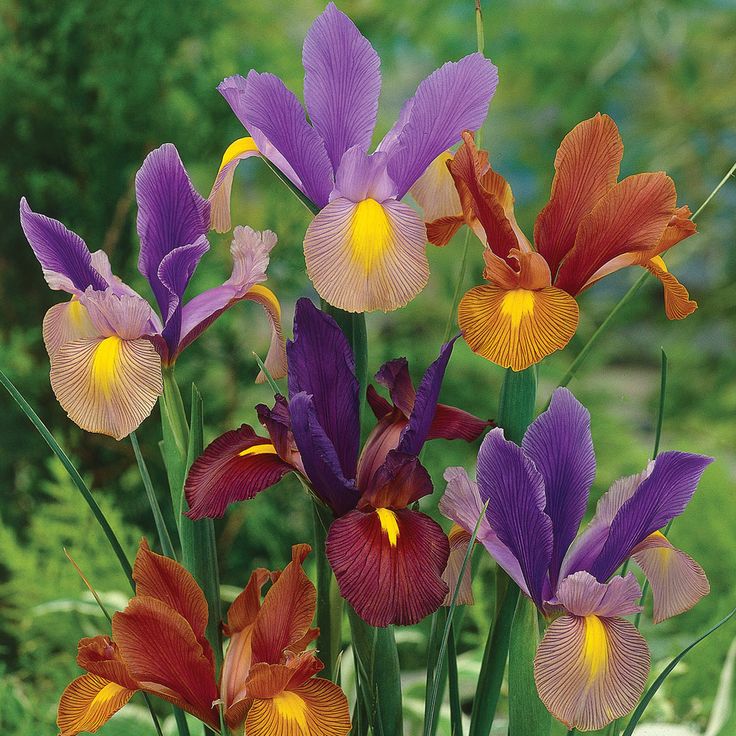 Florissa Dutch Iris Tiger Mix - 10 Bulbs/Pkg