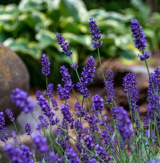 Big Time Blue English Lavender - 1 Gallon Potted Perennial