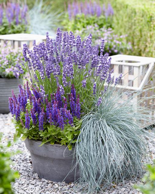 Big Time Blue English Lavender - 1 Gallon Potted Perennial