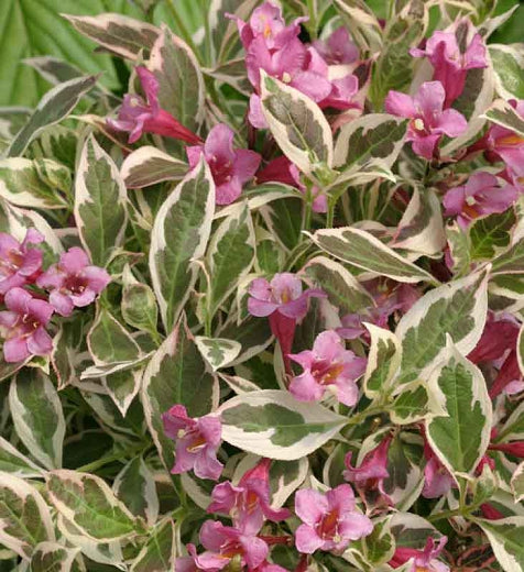 Weigela florida My Monet - 2 Gallon Potted Shrub
