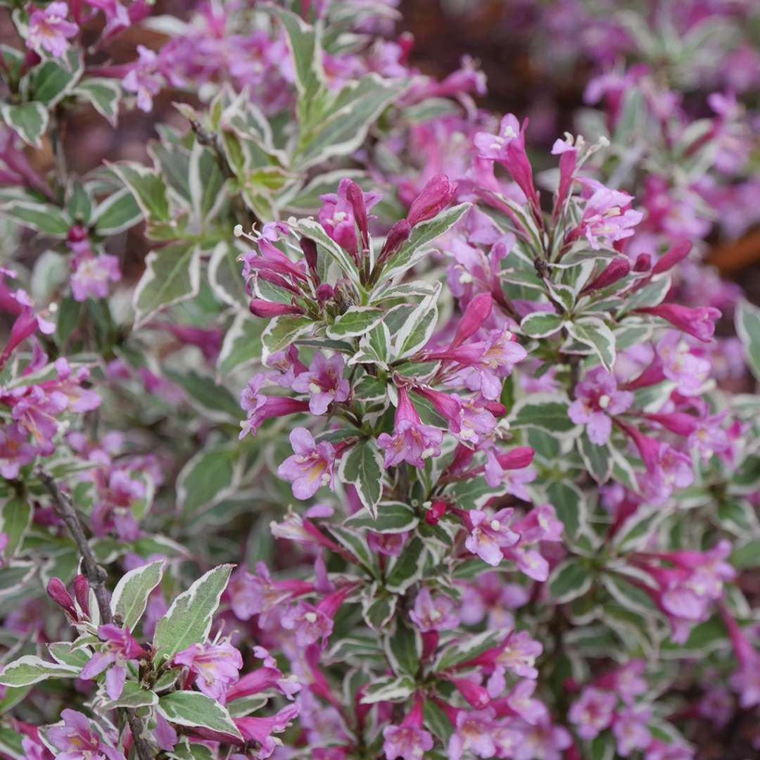 Weigela florida My Monet - 2 Gallon Potted Shrub