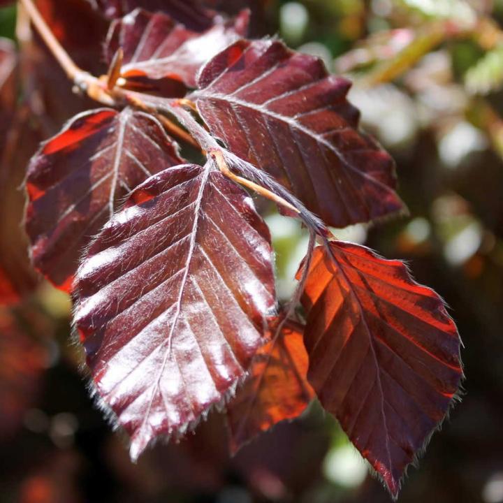 Red Obelisk Beech (Fagus sylvatica 'Red Obelisk') - 10 Gallon Potted Tree