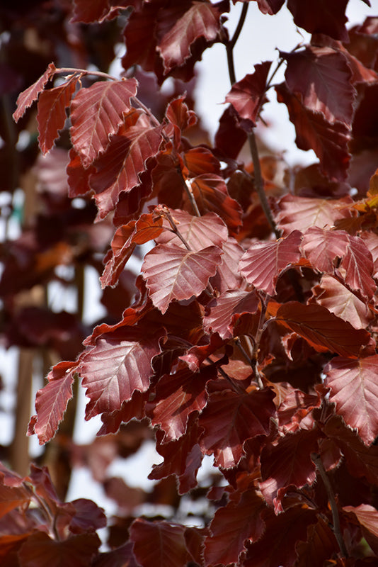 Red Obelisk Beech (Fagus sylvatica 'Red Obelisk') - 10 Gallon Potted Tree