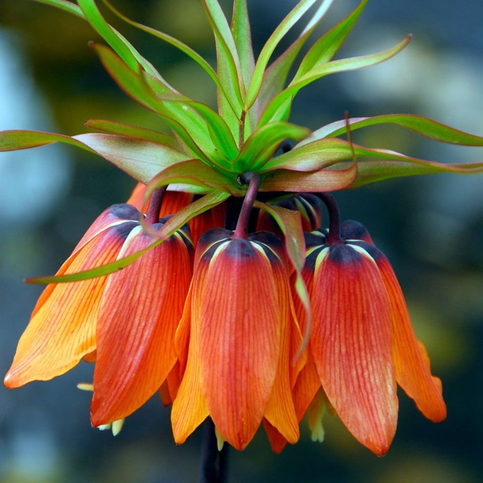 Fritillaria imperialis 'Rubra Maxima' (Crown Imperial) - 1 Bulb/Pkg