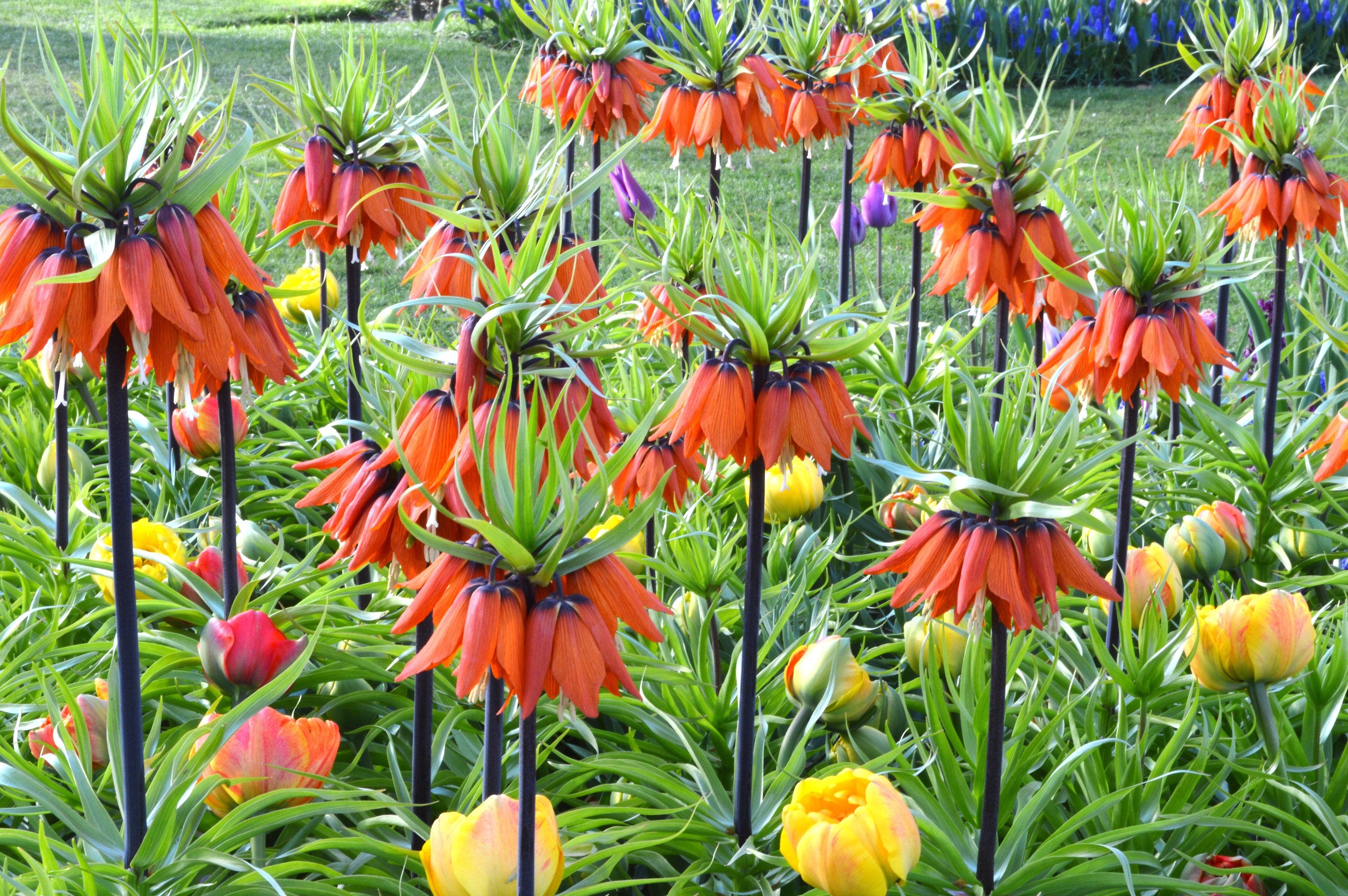 Fritillaria imperialis 'Rubra Maxima' (Crown Imperial) - 1 Bulb/Pkg