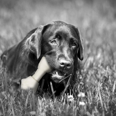 White Knotted Rawhide Bone - 4 - 5
