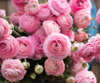 Florissa 'Amandine Marshmallow' Novelty Ranunculus - 5 Bulbs/Pkg
