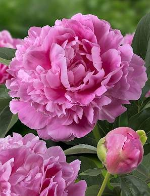 Jacorma Peony - 2 Gallon Potted Perennial