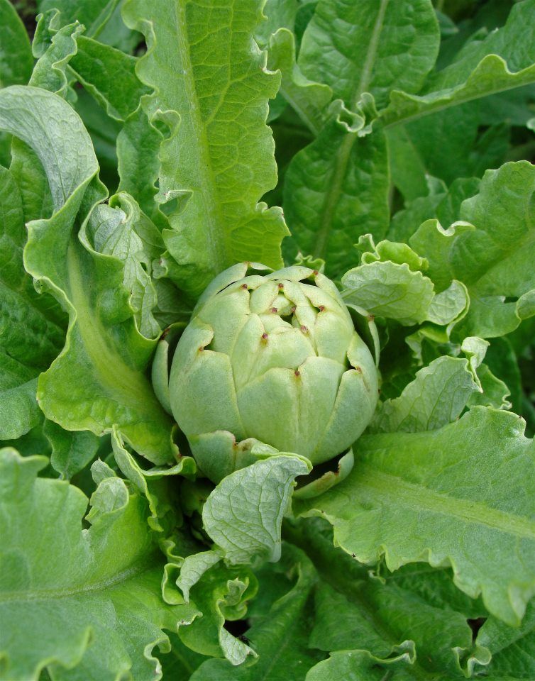 OSC Green Globe Improved Artichoke Seeds - Packet