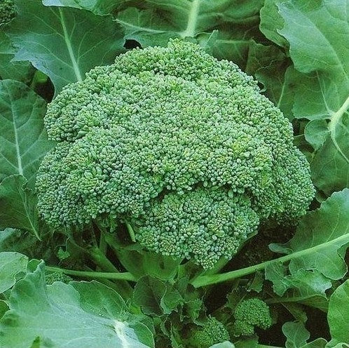 OSC Green Sprouting Broccoli Seeds - Packet