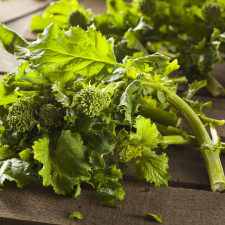 OSC Rapini or Spring Raab Broccoli Seeds- Packet