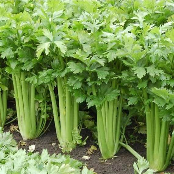OSC Tall Utah Celery Seeds - Packet