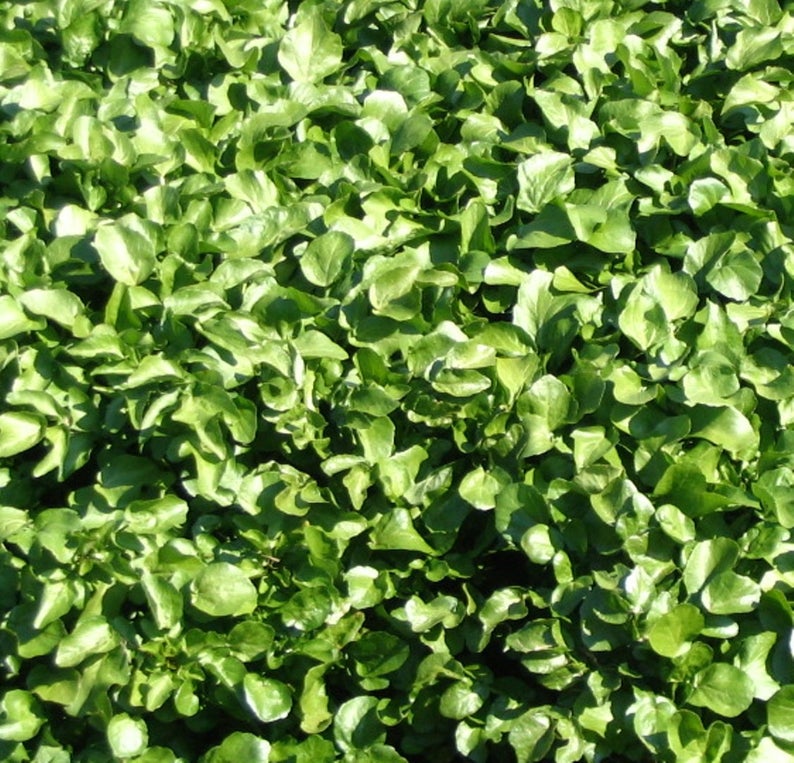 OSC Extra Curled Pepper Grass Seeds (Mustard Group) - Packet