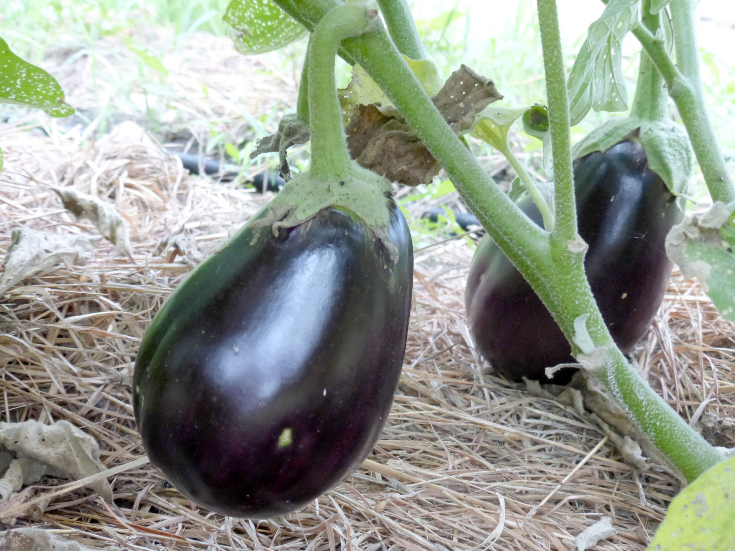 OSC Black Beauty Eggplant Seeds - Packet