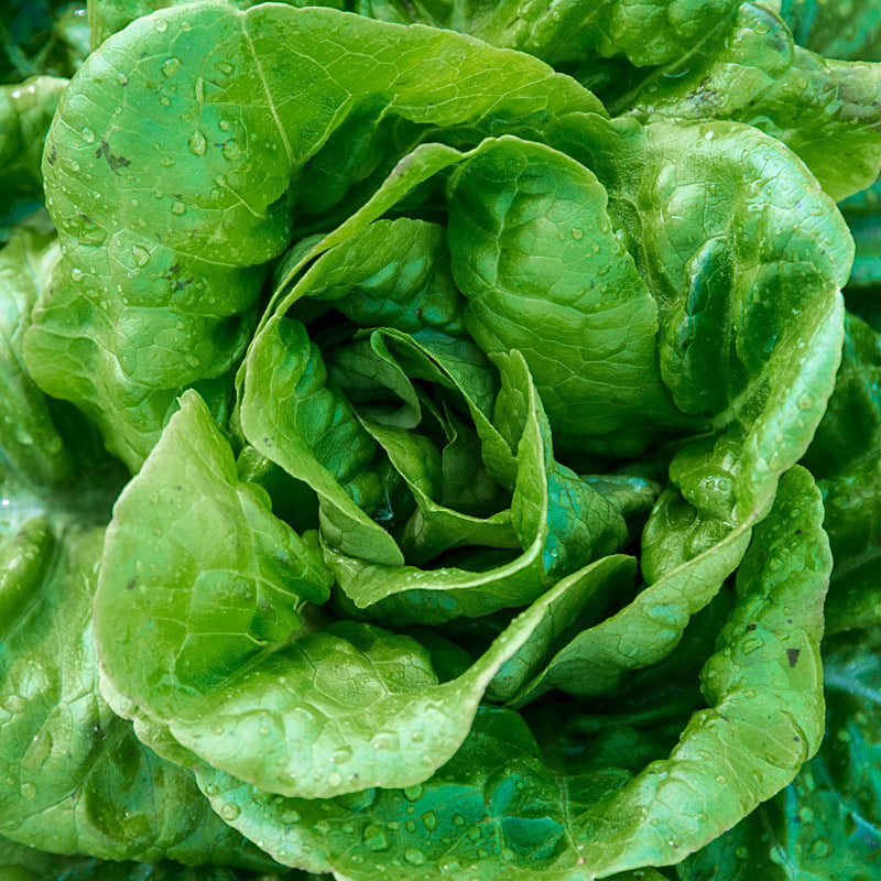 OSC Buttercrunch Lettuce Seeds (Butterhead Type) - Packet