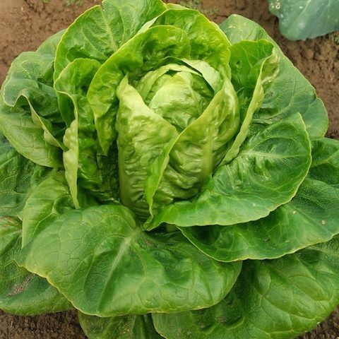OSC Little Gem Mini Lettuce Seeds (Romaine or Cos Type) - Packet