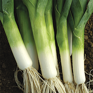 OSC Large Musselburg Leek Seeds Heirloom - Packet