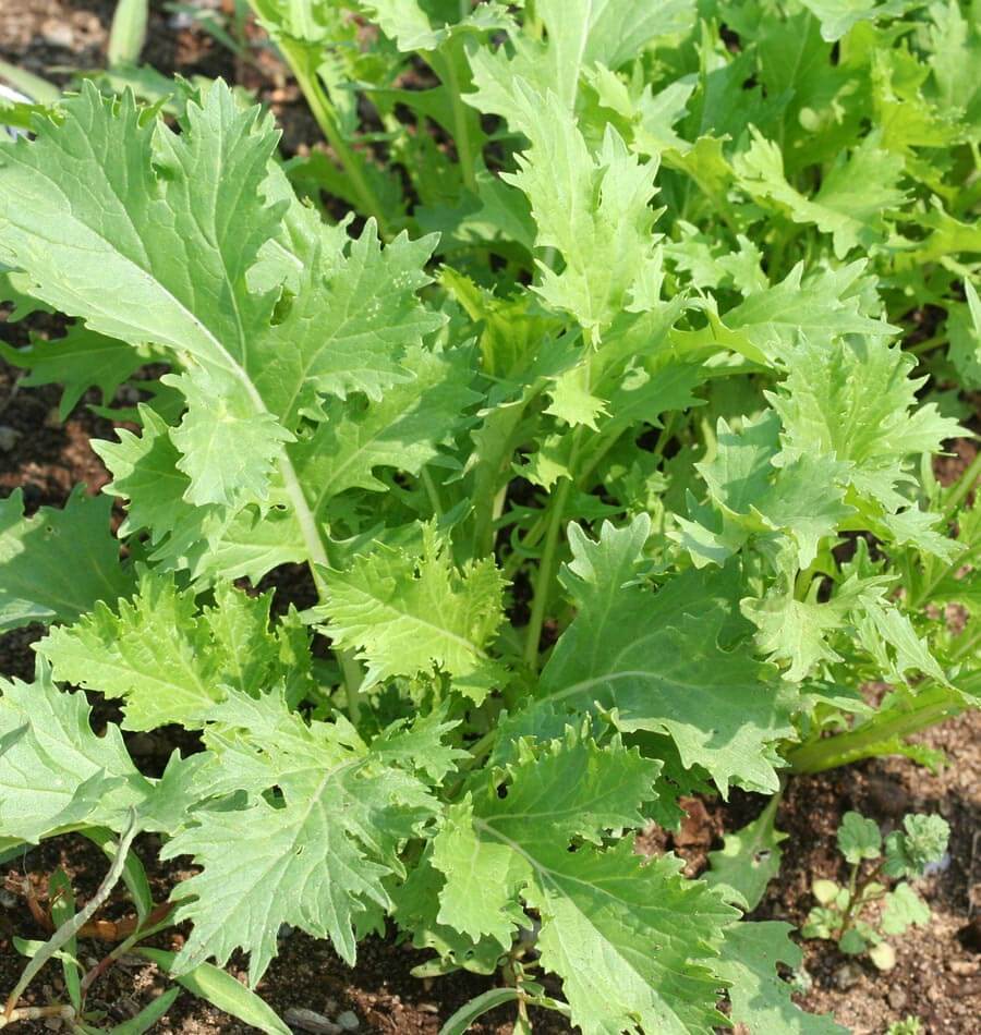OSC Mizuna Mustard Seeds - Packet
