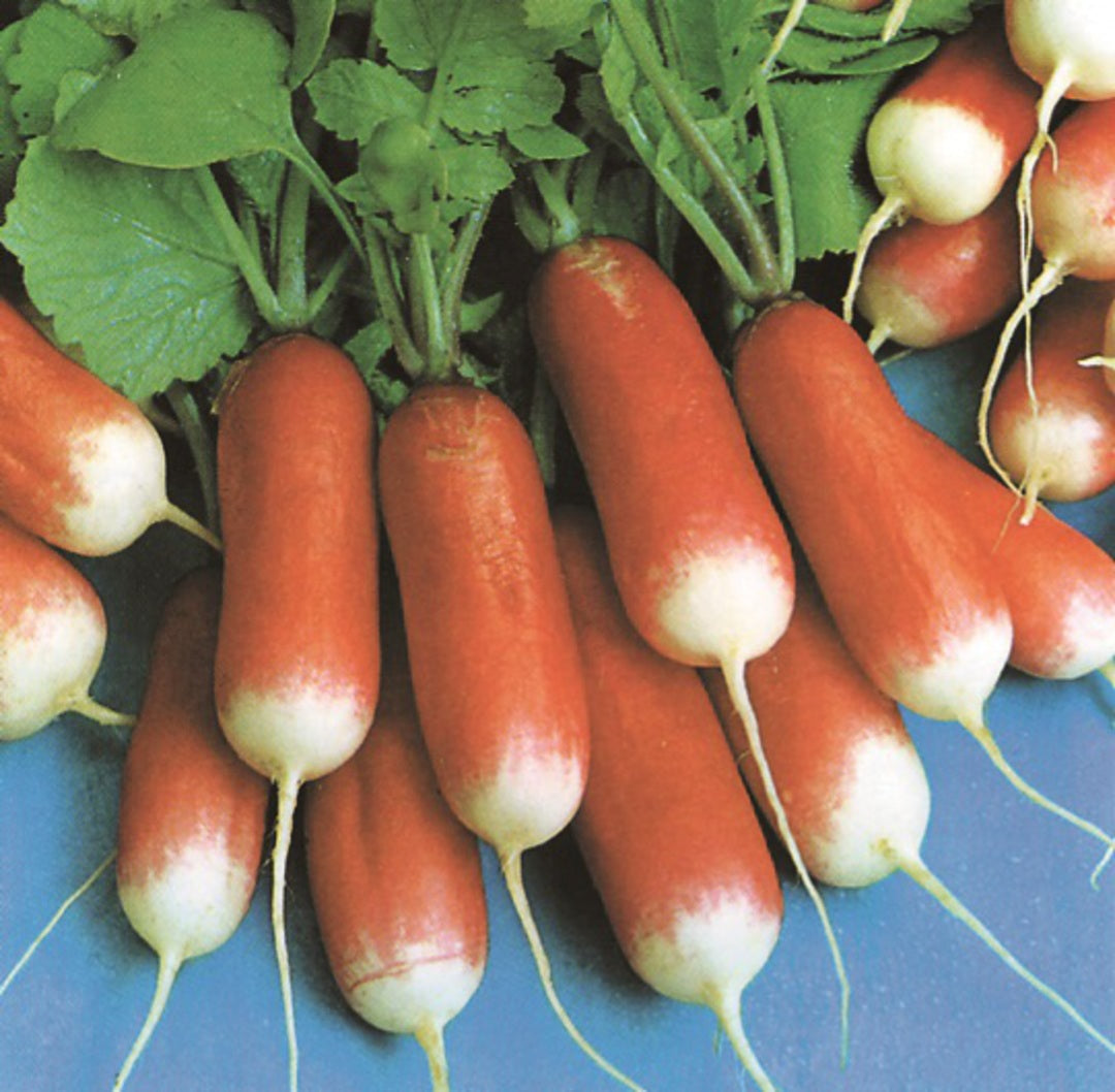 OSC French Breakfast Radish Seeds (Summer Type) - Packet
