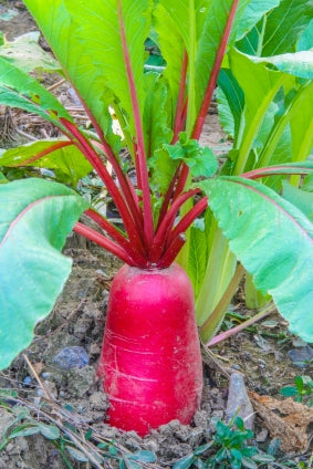 OSC China Rose Radish Seeds (Winter Type) - Packet