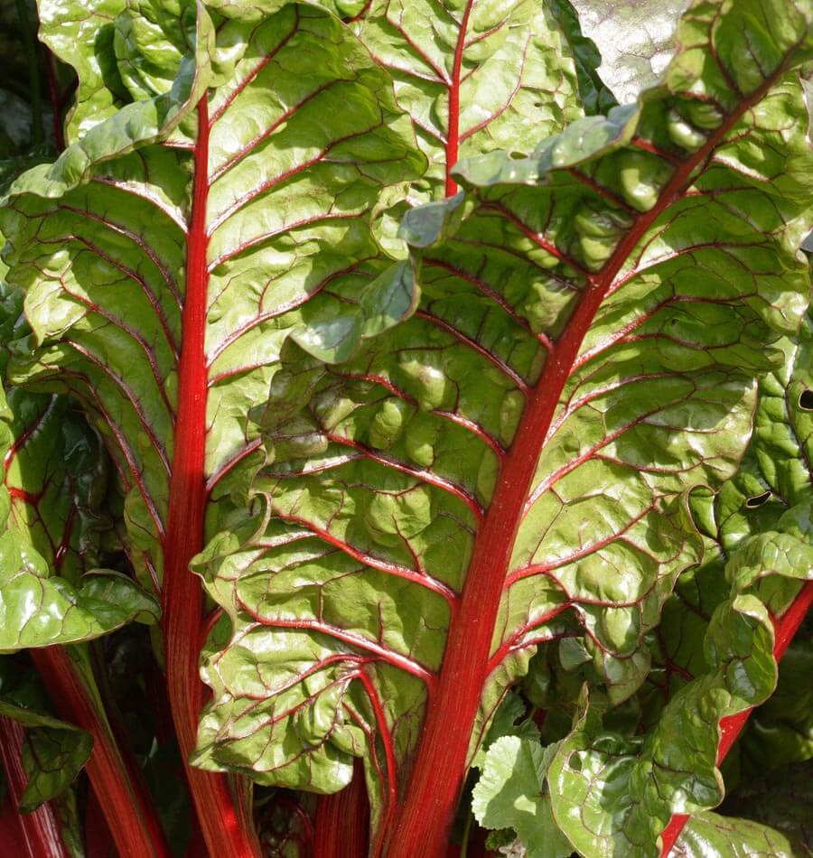 OSC Rhubarb Swiss Chard Seeds - Packet