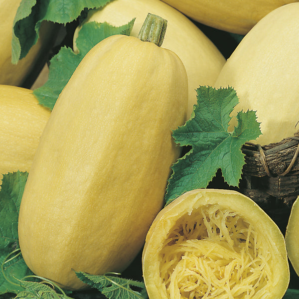 OSC Spaghetti Squash Seeds (Summer Type) - Packet