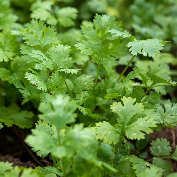 OSC Cilantro Coriander Seeds - Packet