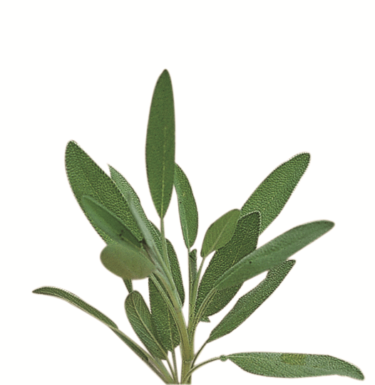 OSC Sage Seeds - Packet