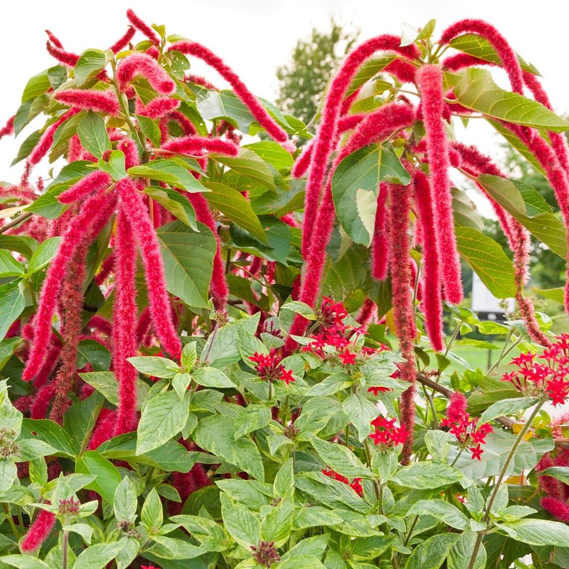 OSC Love-Lies-Bleeding Amaranthus Seeds (Ornamental Type) - Packet