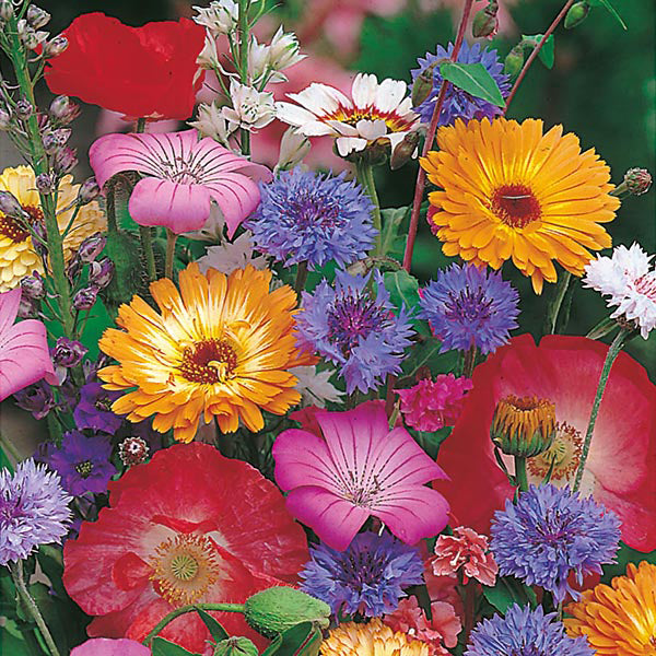OSC Annual Flower Mixture Seeds - Packet