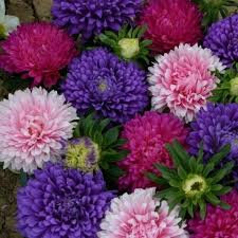 OSC Giant Crego Mixed Aster Seeds - Packet