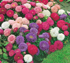 OSC Powderpuff Bouquet Aster Seeds - Packet