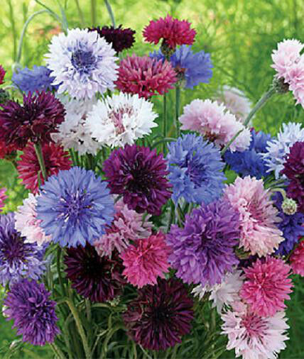 OSC Special Mixture Bachelor Buttons Seeds - Packet