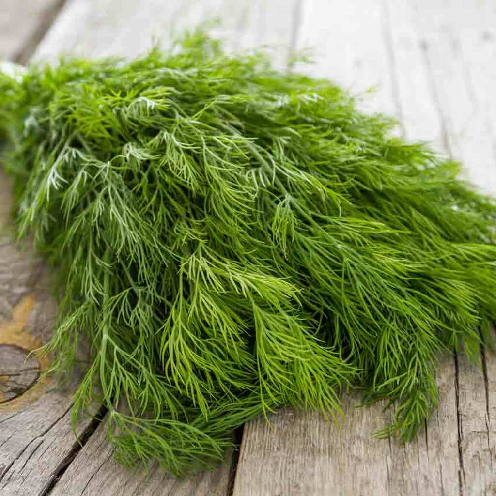 OSC Fernleaf Dill Seeds - Packet