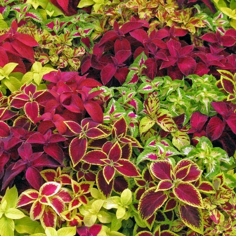 OSC Rainbow Mixture Coleus Seeds - Packet