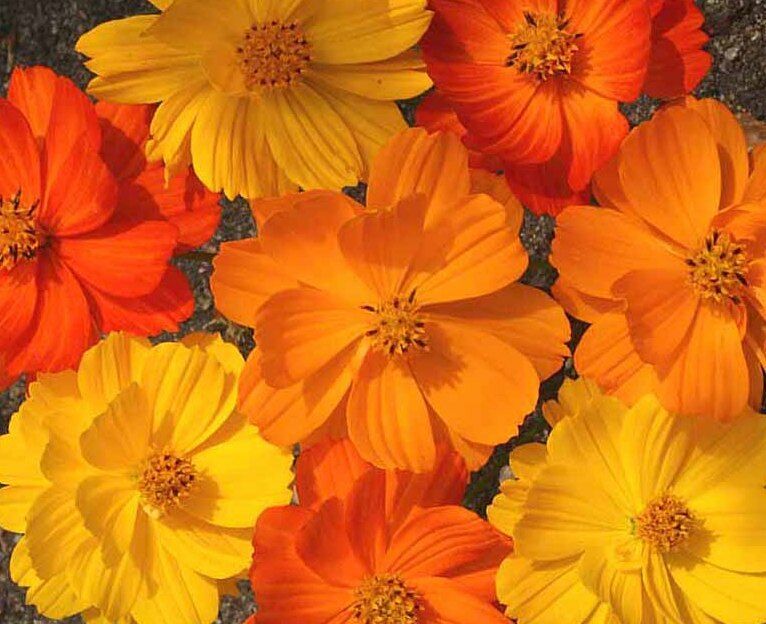 OSC Bright Lights Cosmos Seeds - Packet