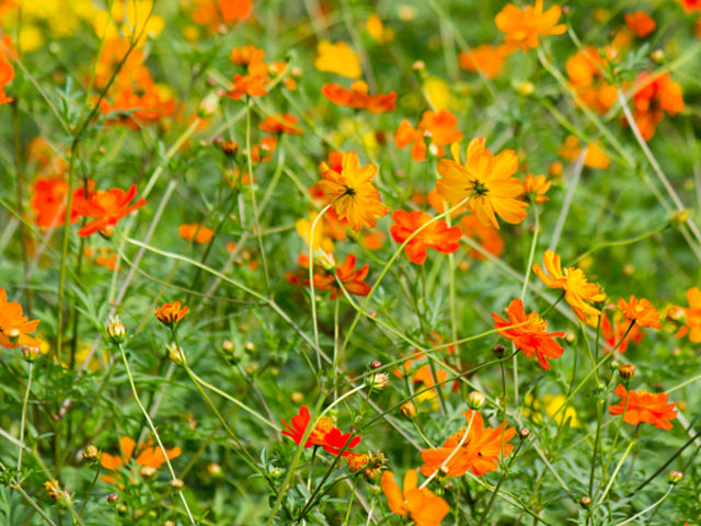 OSC Carpet Formula Mix Cosmos Seeds - Packet