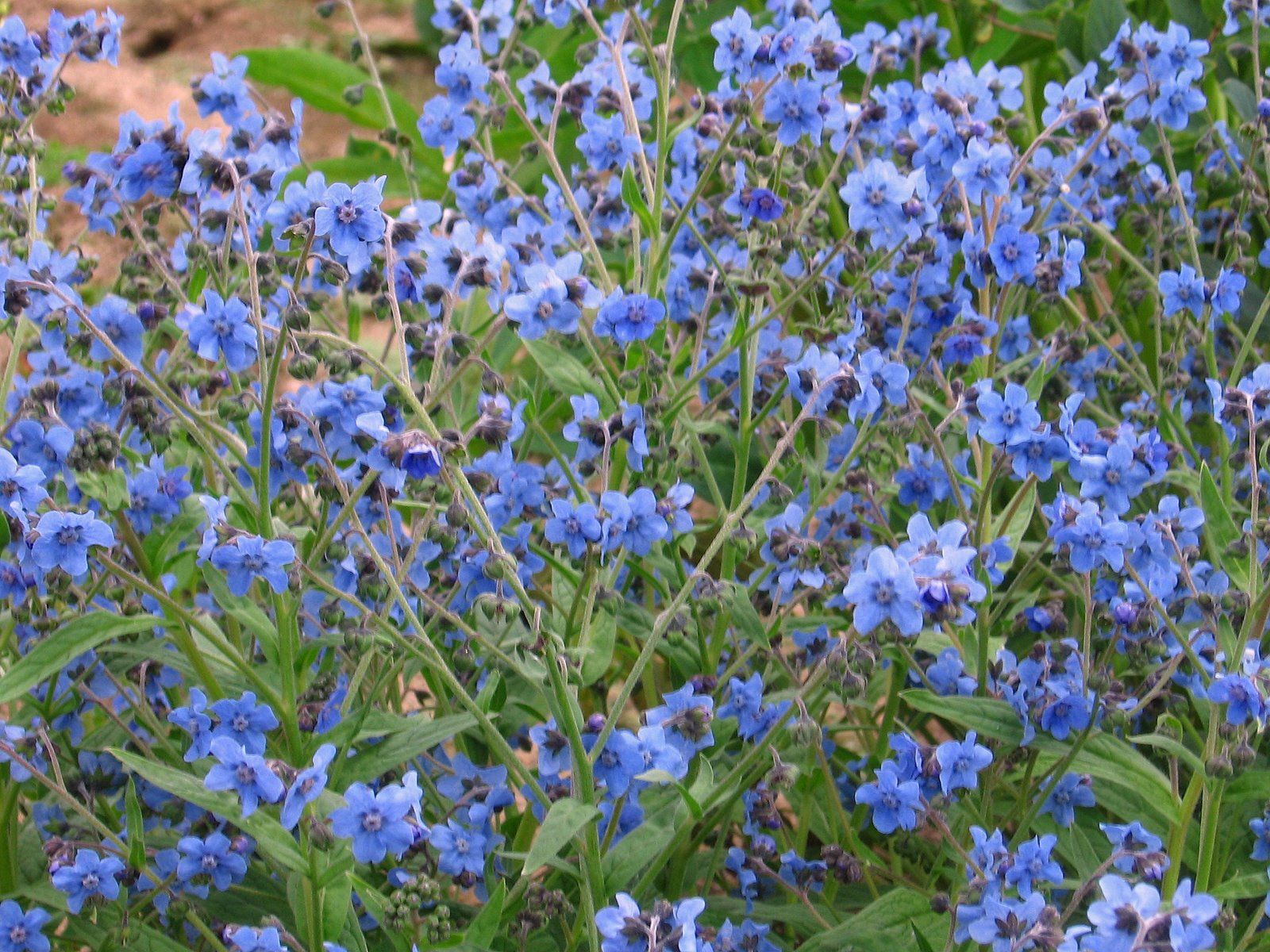 OSC Forget-Me-Not Seeds (Chinese Type) - Packet