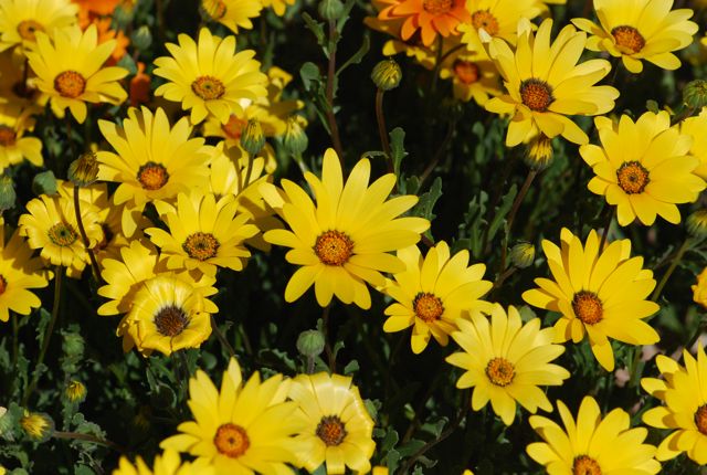 OSC Aurantica Hybrids African Daisy Seeds - Packet