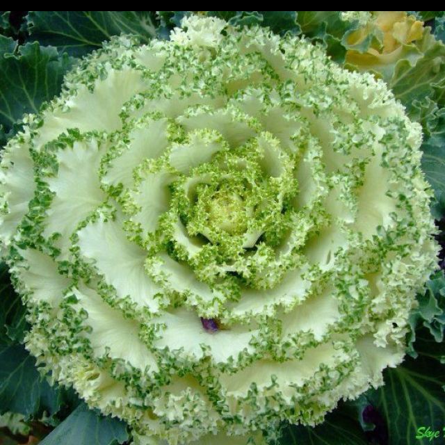 OSC Bold Flowering Kale Seeds - Packet