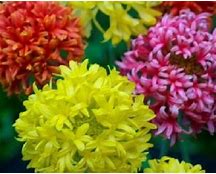 OSC Picta Doubles Mixed Gaillardia Seeds - Packet